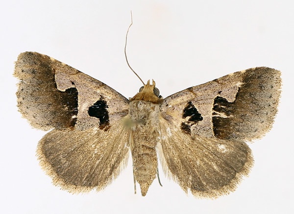 /filer/webapps/moths/media/images/A/atripuncta_Anoba_AF_TMSA_01.jpg