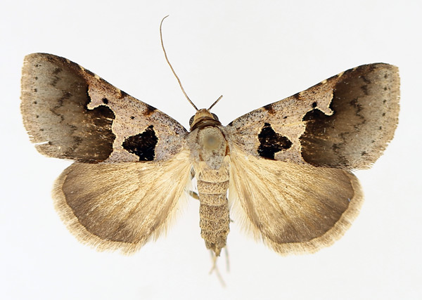 /filer/webapps/moths/media/images/A/atripuncta_Anoba_AF_TMSA_02.jpg