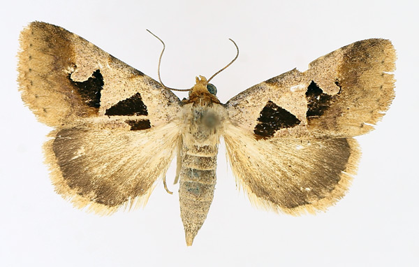 /filer/webapps/moths/media/images/A/atripuncta_Anoba_AF_TMSA_03.jpg