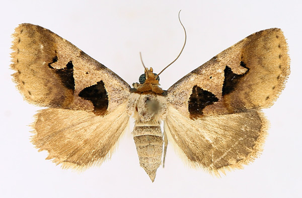 /filer/webapps/moths/media/images/A/atripuncta_Anoba_AF_TMSA_04.jpg
