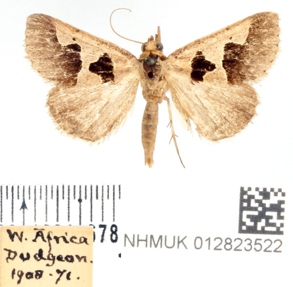 /filer/webapps/moths/media/images/A/atripuncta_Anoba_AM_BMNH_01.jpg