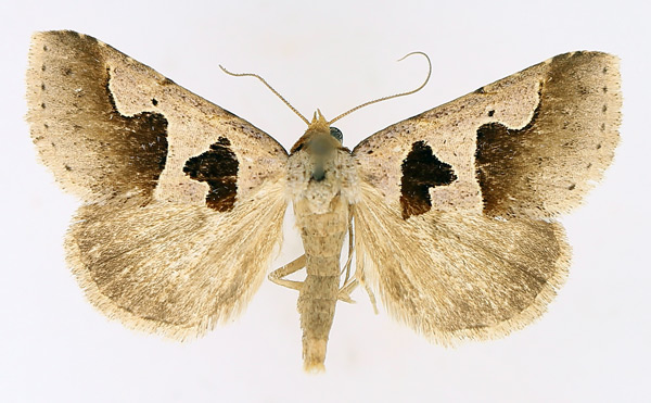 /filer/webapps/moths/media/images/A/atripuncta_Anoba_AM_TMSA_01.jpg