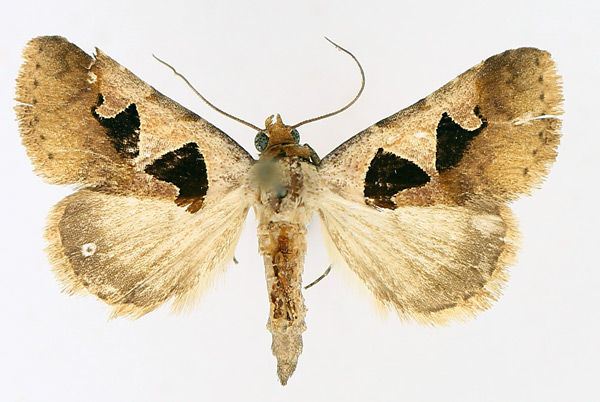 /filer/webapps/moths/media/images/A/atripuncta_Anoba_AM_TMSA_03.jpg
