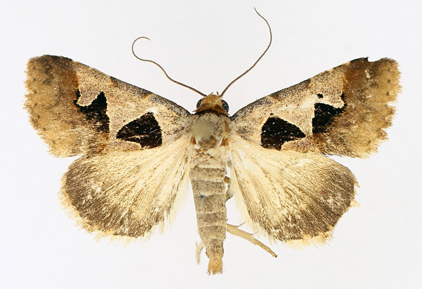 /filer/webapps/moths/media/images/A/atripuncta_Anoba_AM_TMSA_04.jpg