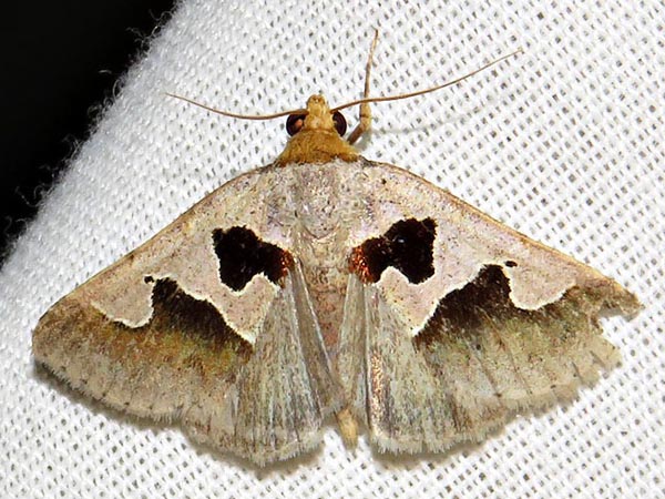 /filer/webapps/moths/media/images/A/atripuncta_Anoba_A_Braun_13.jpg