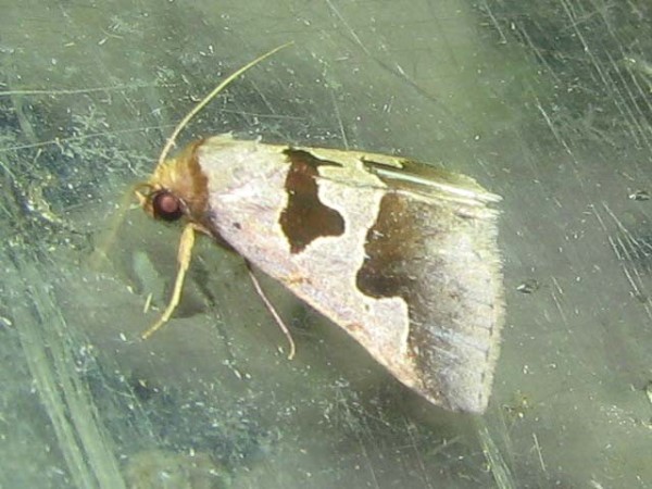 /filer/webapps/moths/media/images/A/atripuncta_Anoba_A_Goff_01.jpg