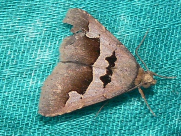 /filer/webapps/moths/media/images/A/atripuncta_Anoba_A_Goff_02.jpg