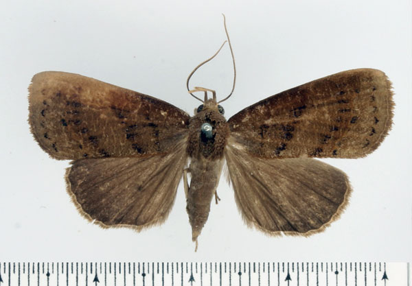 /filer/webapps/moths/media/images/A/atripuncta_Avitta_AF_BMNH.jpg