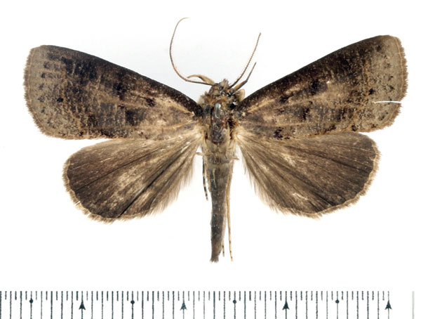 /filer/webapps/moths/media/images/A/atripuncta_Avitta_AM_BMNH.jpg