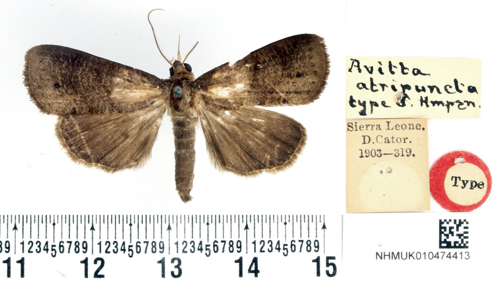 /filer/webapps/moths/media/images/A/atripuncta_Avitta_HT_BMNH.jpg