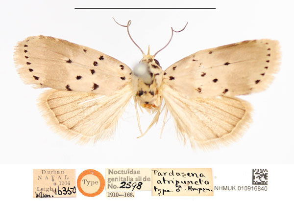 /filer/webapps/moths/media/images/A/atripuncta_Pardasena_HT_NHMUK.jpg