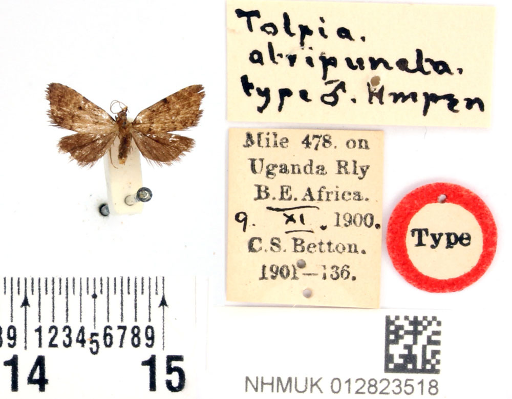 /filer/webapps/moths/media/images/A/atripuncta_Tolpia_HT_BMNH.jpg