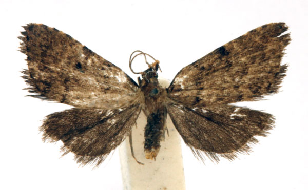 /filer/webapps/moths/media/images/A/atripuncta_Tolpia_HT_BMNHa.jpg