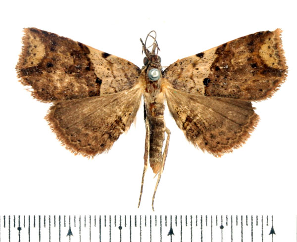 /filer/webapps/moths/media/images/A/atripunctata_Maxera_AF_BMNH_02.jpg