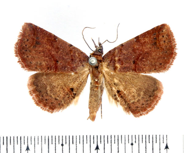 /filer/webapps/moths/media/images/A/atripunctata_Maxera_AM_BMNH.jpg