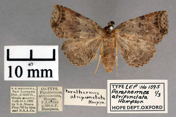/filer/webapps/moths/media/images/A/atripunctata_Parathermes_PTF_OUMNH_01.jpg
