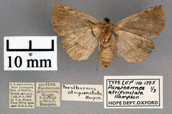 /filer/webapps/moths/media/images/A/atripunctata_Parathermes_PTF_OUMNH_02.jpg