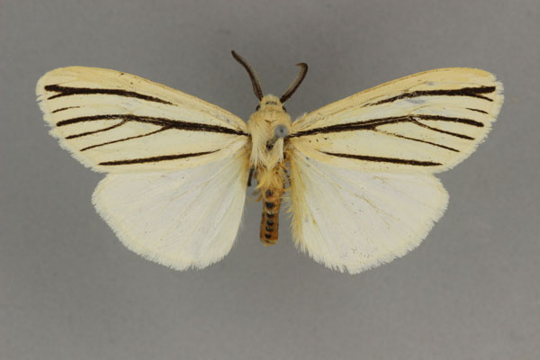 /filer/webapps/moths/media/images/A/atriramosa_Acantharctia_AM_BMNH.jpg