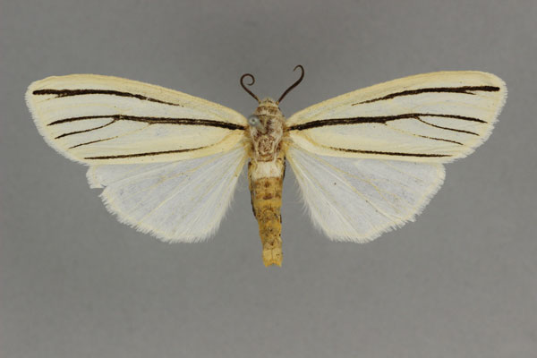 /filer/webapps/moths/media/images/A/atriramosa_Acantharctia_HT_BMNH.jpg