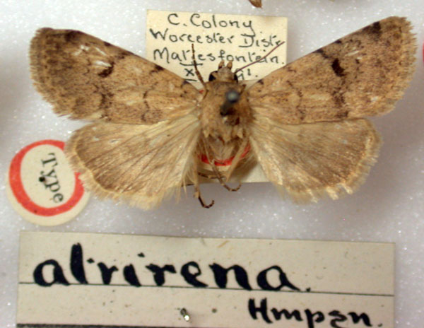 /filer/webapps/moths/media/images/A/atrirena_Caradrina_HT_BMNH.jpg