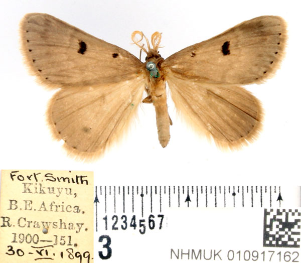 /filer/webapps/moths/media/images/A/atrirena_Leiorhynx_AM_BMNH_01.jpg