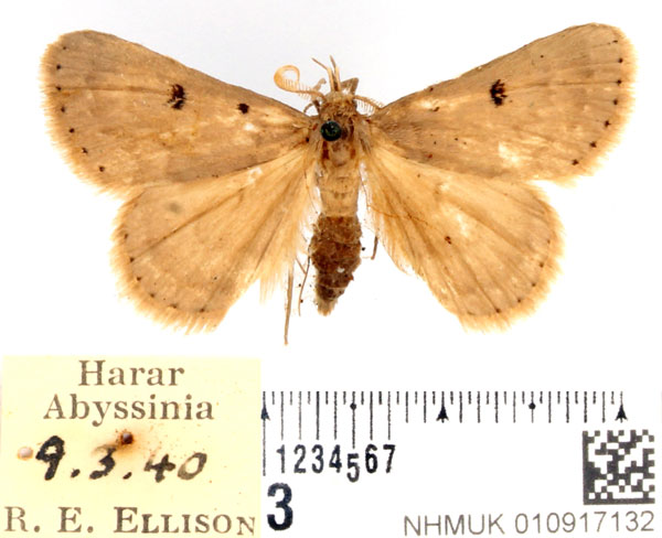 /filer/webapps/moths/media/images/A/atrirena_Leiorhynx_AM_BMNH_02.jpg