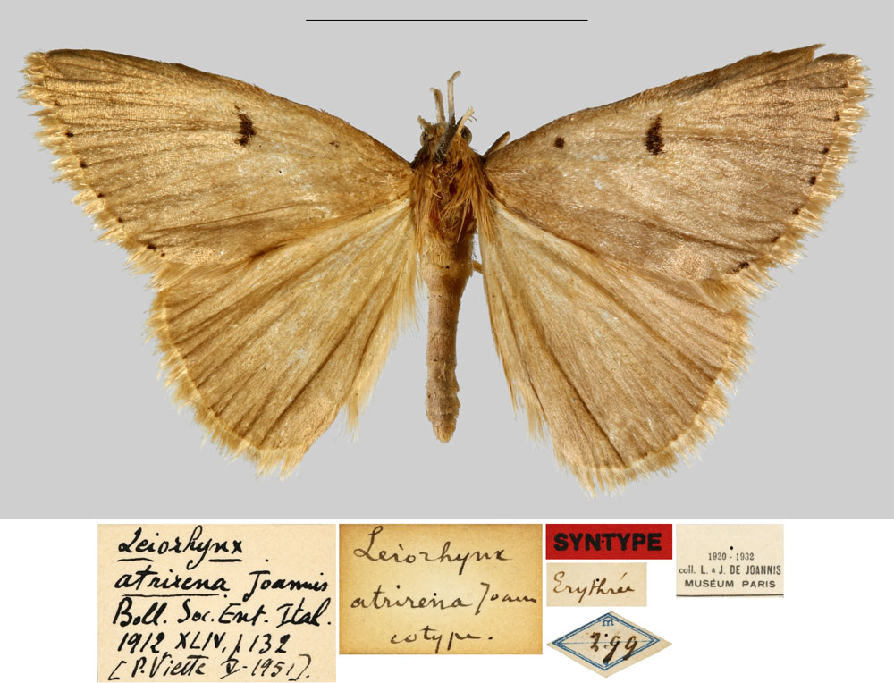 /filer/webapps/moths/media/images/A/atrirena_Leiorhynx_STM_MNHN.jpg