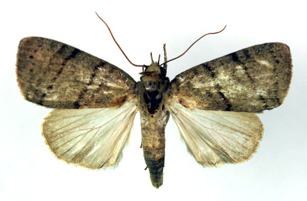 /filer/webapps/moths/media/images/A/atrirena_Maurilia_A_RMCA.jpg