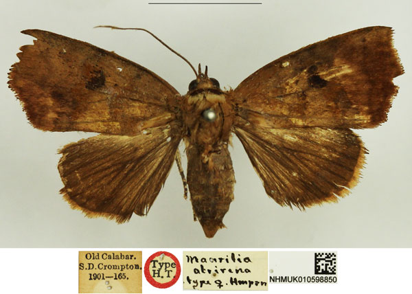 /filer/webapps/moths/media/images/A/atrirena_Maurilia_HT_NHMUK.jpg