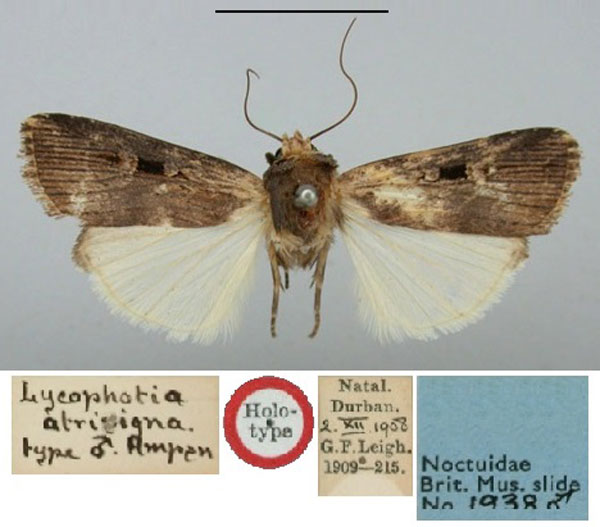 /filer/webapps/moths/media/images/A/atrisigna_Lycophotia_HT_BMNH.jpg