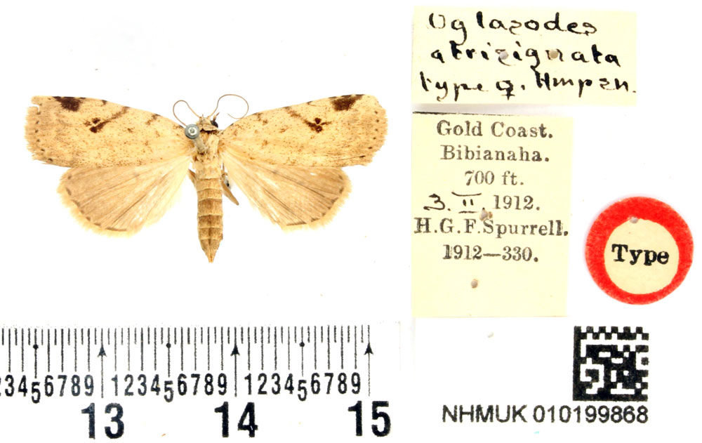 /filer/webapps/moths/media/images/A/atrisignata_Oglasodes_HT_BMNH.jpg