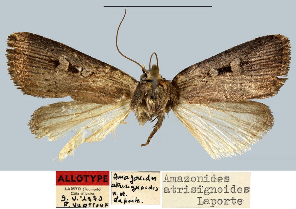 /filer/webapps/moths/media/images/A/atrisignoides_Amazonides_AT_MNHN.jpg