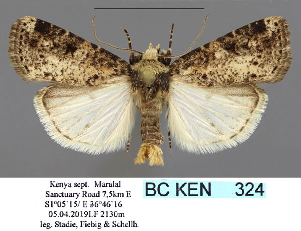 /filer/webapps/moths/media/images/A/atrisparsa_Hermonassoides_AM_Stadie.jpg