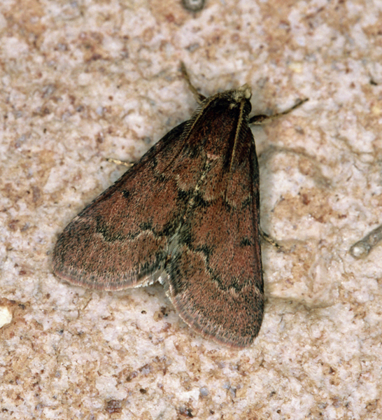 /filer/webapps/moths/media/images/A/atrisparsalis_Maradana_A_Roland_10.jpg