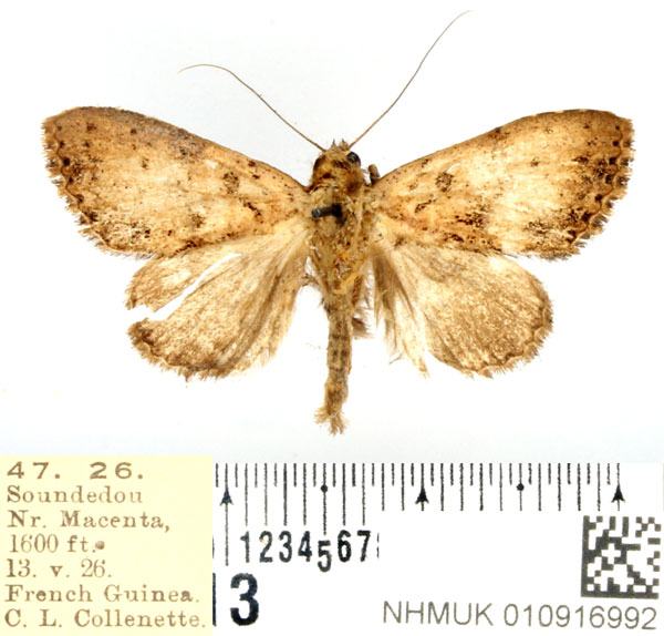 /filer/webapps/moths/media/images/A/atristipata_Oglasa_AM_BMNH.jpg