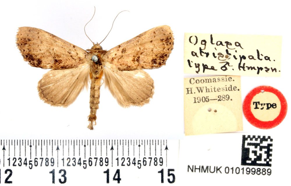 /filer/webapps/moths/media/images/A/atristipata_Oglasa_HT_BMNH.jpg