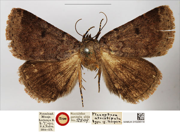 /filer/webapps/moths/media/images/A/atristipata_Plecoptera_HT_BMNH.jpg