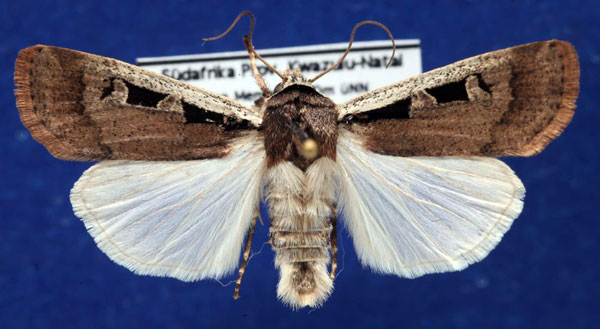 /filer/webapps/moths/media/images/A/atritegulata_Mentaxya_AM_Schellhorn.jpg