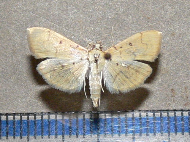 /filer/webapps/moths/media/images/A/atritermina_Psara_A_Goff_03.jpg