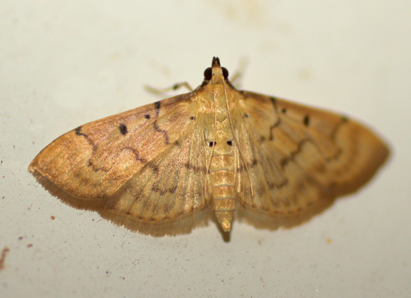 /filer/webapps/moths/media/images/A/atritermina_Psara_A_Heyns_01.jpg