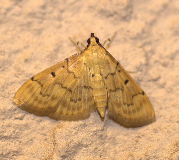 /filer/webapps/moths/media/images/A/atritermina_Psara_A_Heyns_02.jpg