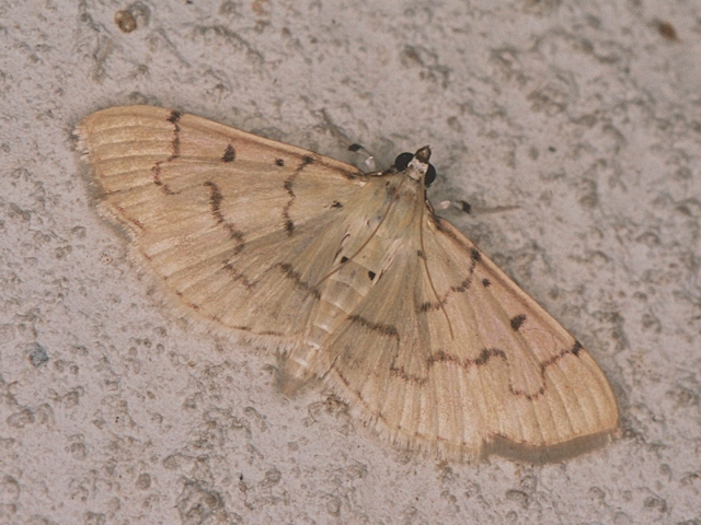 /filer/webapps/moths/media/images/A/atritermina_Psara_A_Roland.jpg