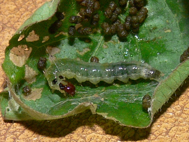 /filer/webapps/moths/media/images/A/atritermina_Psara_C_Goff_01.jpg