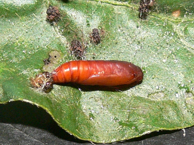 /filer/webapps/moths/media/images/A/atritermina_Psara_P_Goff_01.jpg