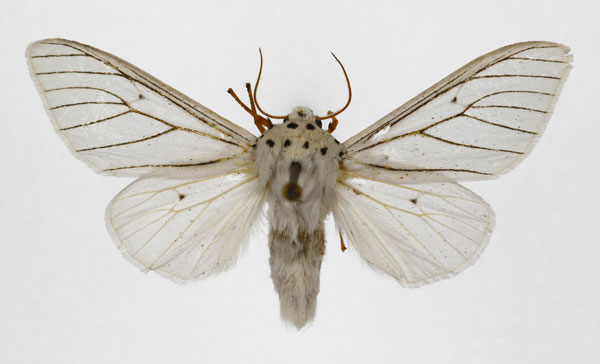 /filer/webapps/moths/media/images/A/atrivena_Dubatolovia_A_DePrins.jpg