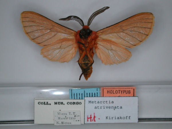 /filer/webapps/moths/media/images/A/atrivenata_Metarctia_HT_RMCA_02.jpg