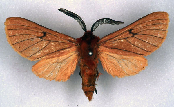 /filer/webapps/moths/media/images/A/atrivenata_Metarctia_HT_RMCA_03.jpg