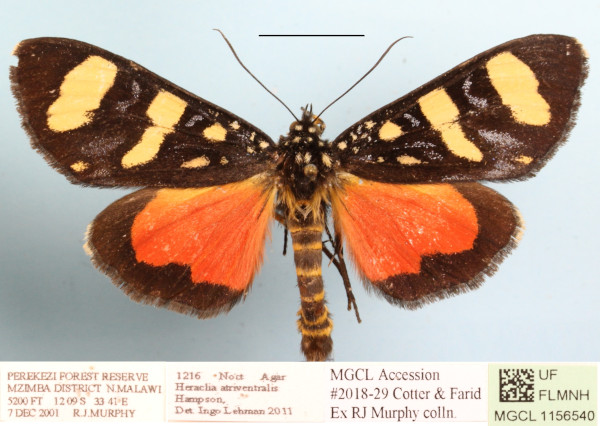 /filer/webapps/moths/media/images/A/atriventralis_Heraclia_A_MGCLa_01.JPG