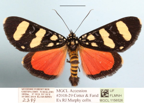 /filer/webapps/moths/media/images/A/atriventralis_Heraclia_A_MGCLa_02.JPG