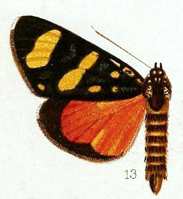 /filer/webapps/moths/media/images/A/atriventralis_Xanthospilopteryx_HT_Hampson_36-13.jpg